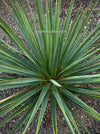 Dracaena Cinnabari, organically grown tropical plants for sale at TOMsFLOWer CLUB, Drachenbaum, dragon tree