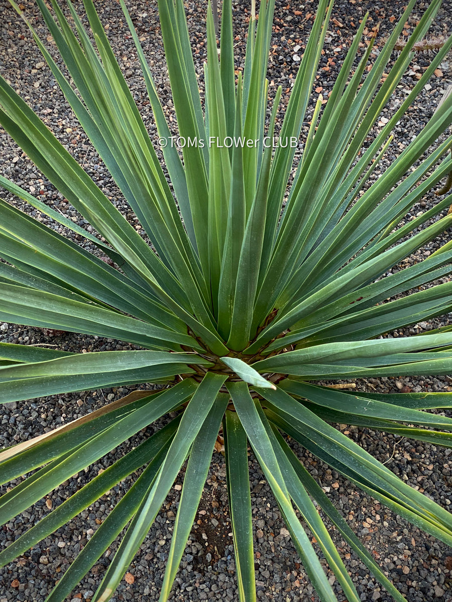 Dracaena Cinnabari | organically grown tropical plants