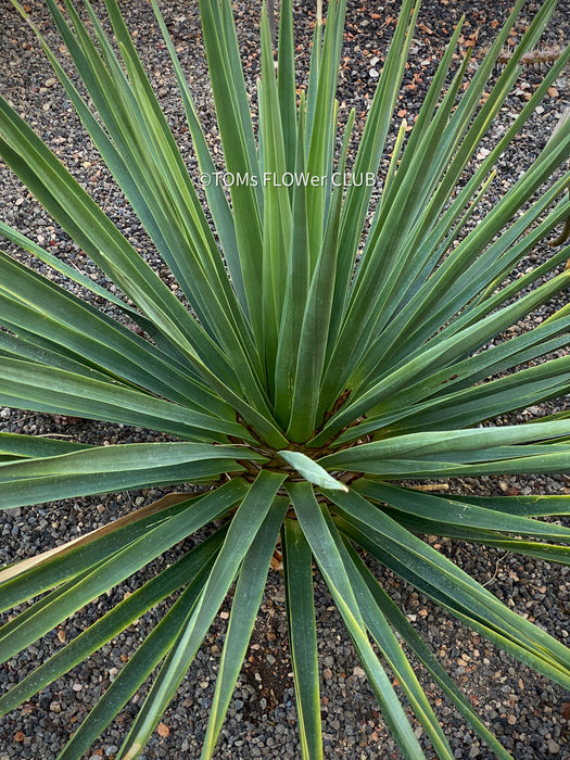 Dracaena Cinnabari, organically grown tropical plants for sale at TOMsFLOWer CLUB, Drachenbaum, dragon tree