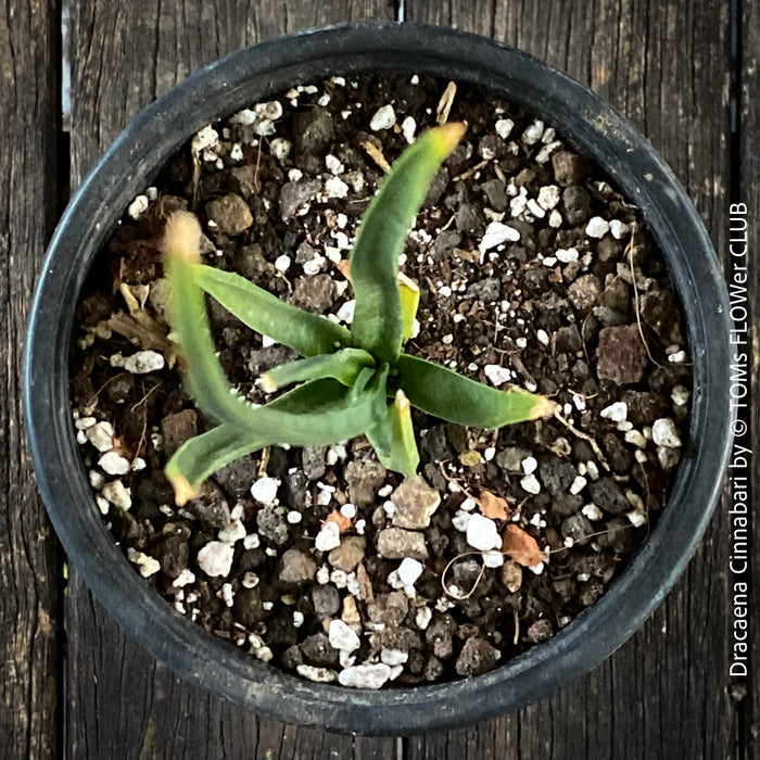 Dracaena Cinnabari, Socotra dragon tree;  dragon blood tree, Socotra; Yemen; organically grown tropical plants for sale at TOMs FLOWer CLUB, Drachenbaum, dragon tree