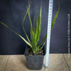 Dracaena draco, dragon tree, organically grown tropical plants for sale at TOMs FLOWer CLUB, Drachenbaum aus Teneriffa 
