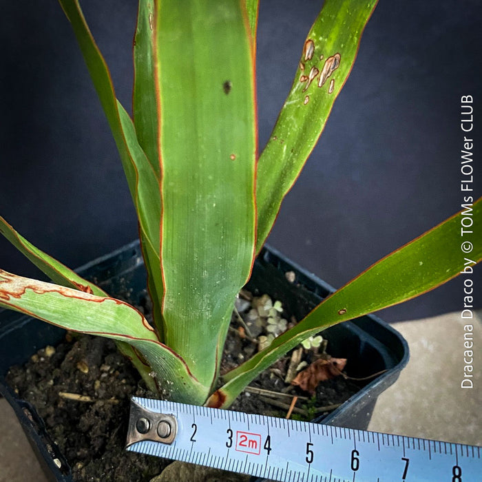 Dracaena draco, dragon tree, organically grown tropical plants for sale at TOMs FLOWer CLUB, Drachenbaum aus Teneriffa 
