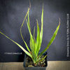 Dracaena draco, dragon tree, organically grown tropical plants for sale at TOMs FLOWer CLUB, Drachenbaum aus Teneriffa 