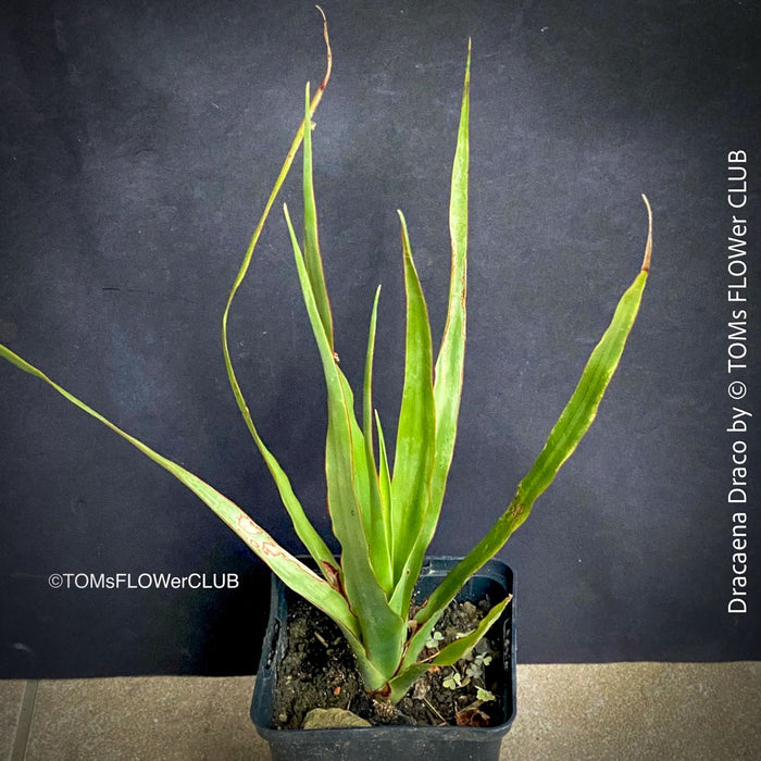 Dracaena draco, dragon tree, organically grown tropical plants for sale at TOMs FLOWer CLUB, Drachenbaum aus Teneriffa 