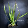 Dracaena draco, dragon tree, organically grown tropical plants for sale at TOMs FLOWer CLUB, Drachenbaum aus Teneriffa 
