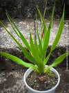 Dracaena draco, dragon tree, organically grown tropical plants for sale at TOMs FLOWer CLUB, Drachenbaum aus Teneriffa 