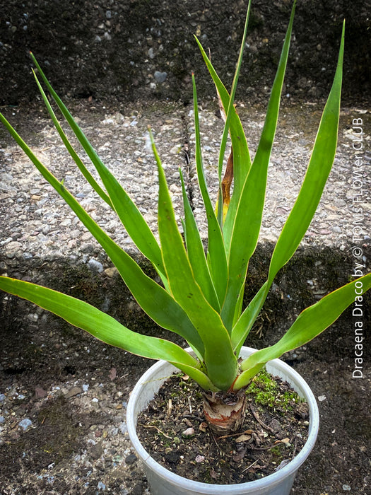 Dracaena draco, dragon tree, organically grown tropical plants for sale at TOMs FLOWer CLUB, Drachenbaum aus Teneriffa 