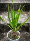 Dracaena draco, dragon tree, organically grown tropical plants for sale at TOMs FLOWer CLUB, Drachenbaum aus Teneriffa 