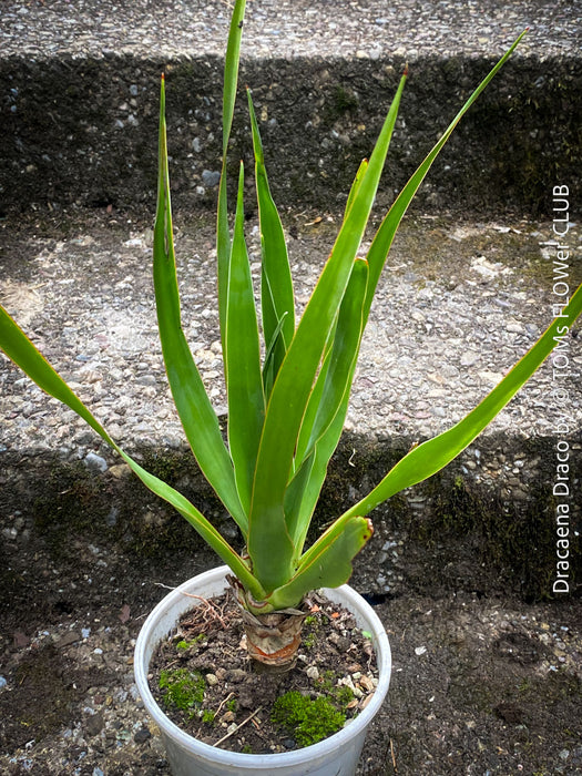 Dracaena draco, dragon tree, organically grown tropical plants for sale at TOMs FLOWer CLUB, Drachenbaum aus Teneriffa 