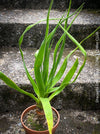 Dracaena draco, dragon tree, organically grown tropical plants for sale at TOMs FLOWer CLUB, Drachenbaum aus Teneriffa 