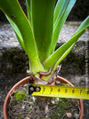 Dracaena draco, dragon tree, organically grown tropical plants for sale at TOMs FLOWer CLUB, Drachenbaum aus Teneriffa 