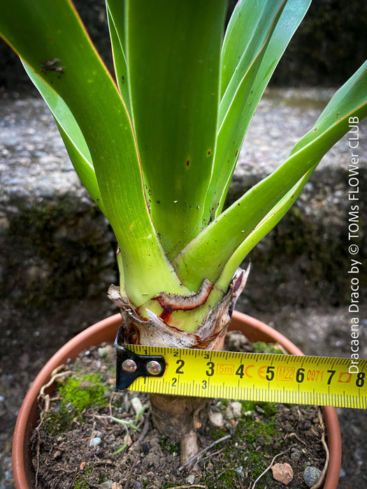 Dracaena draco, dragon tree, organically grown tropical plants for sale at TOMs FLOWer CLUB, Drachenbaum aus Teneriffa 