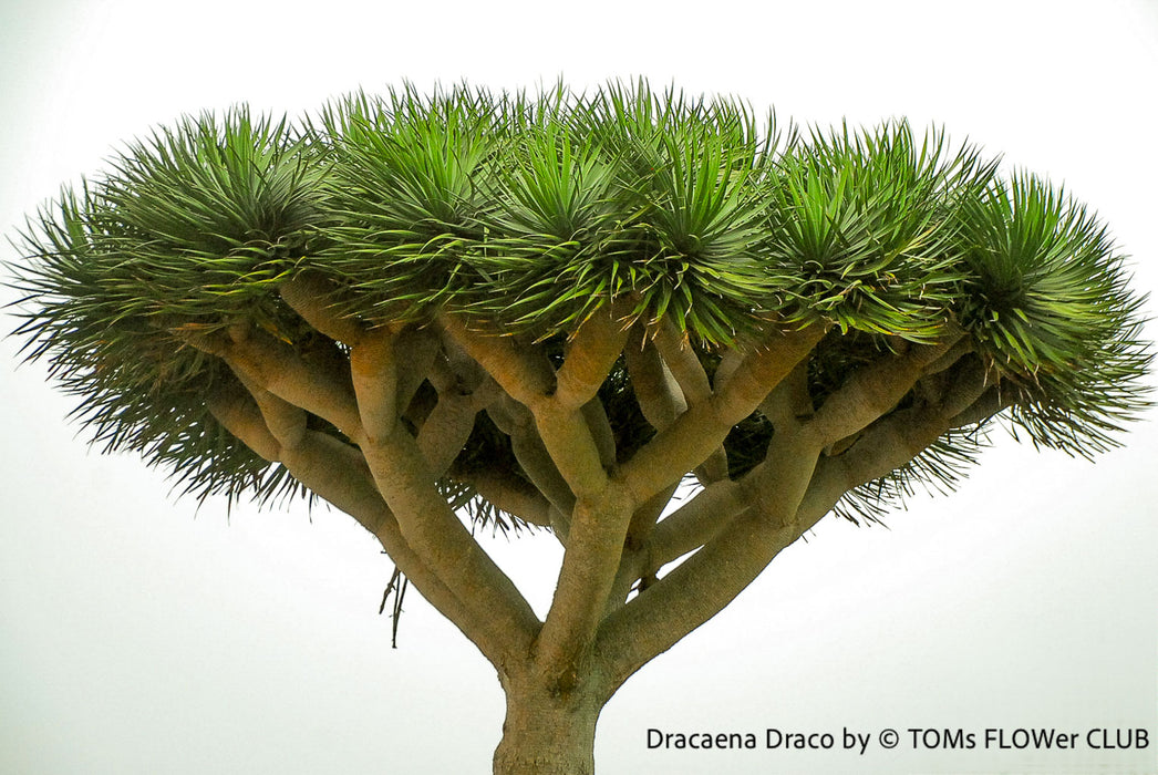 Dracaena draco, dragon tree, organically grown tropical plants for sale at TOMs FLOWer CLUB, Drachenbaum aus Teneriffa 