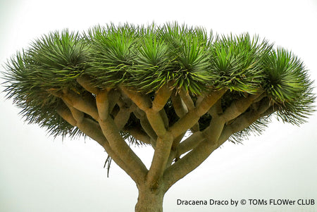 Dracaena draco, dragon tree, organically grown tropical plants for sale at TOMs FLOWer CLUB, Drachenbaum aus Teneriffa 