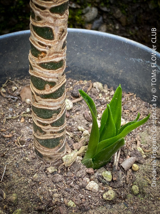 Dracaena Fragrans Compacta, showcasing its compact, glossy foliage. Robust, healthy, and ideal for low-maintenance plant lovers.