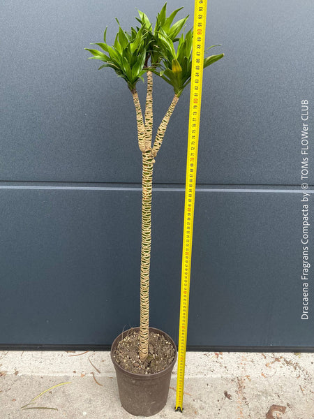 Close-up of Dracaena Fragrans Compacta with vibrant green leaves, organically grown without fertilizers, potted in eco-friendly substrate, perfect for semi-sunny spots.