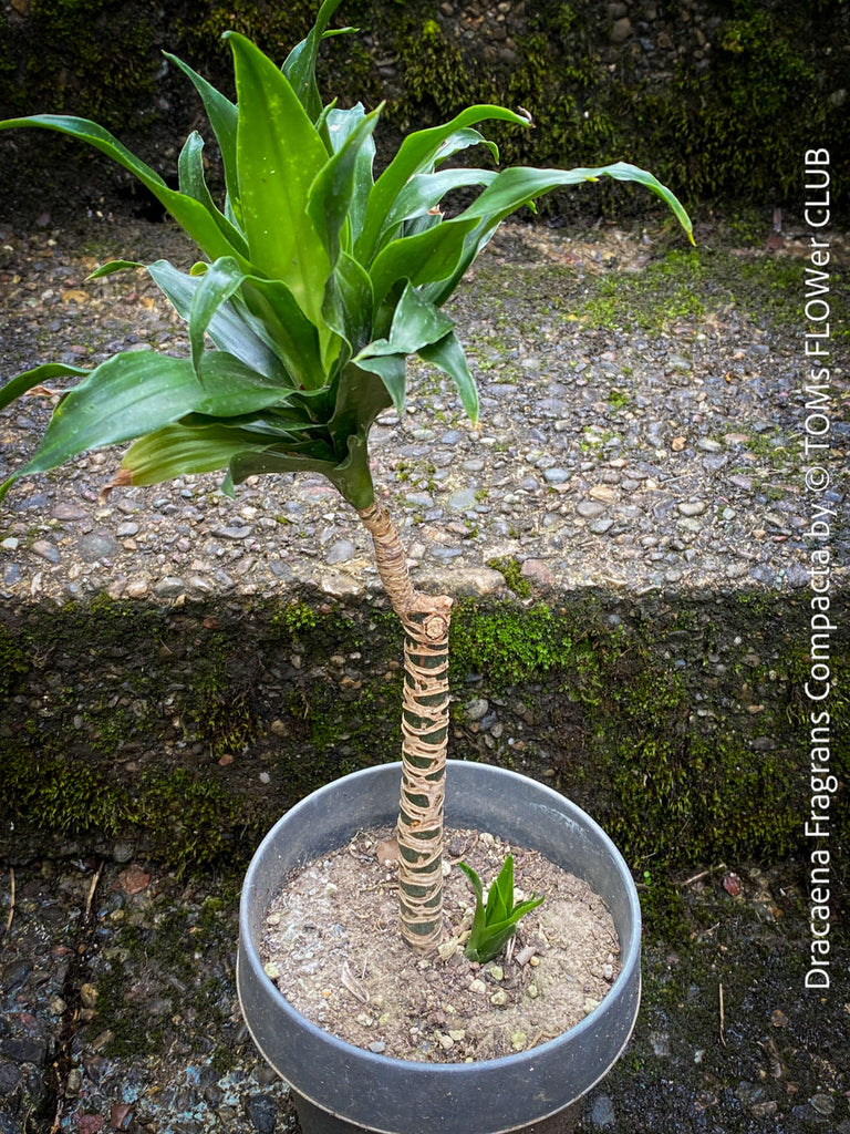 dracaena compacta flower Dracaena Fragrans Compacta