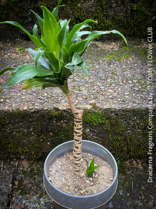 Dracaena Fragrans Compacta, showcasing its compact, glossy foliage. Robust, healthy, and ideal for low-maintenance plant lovers.