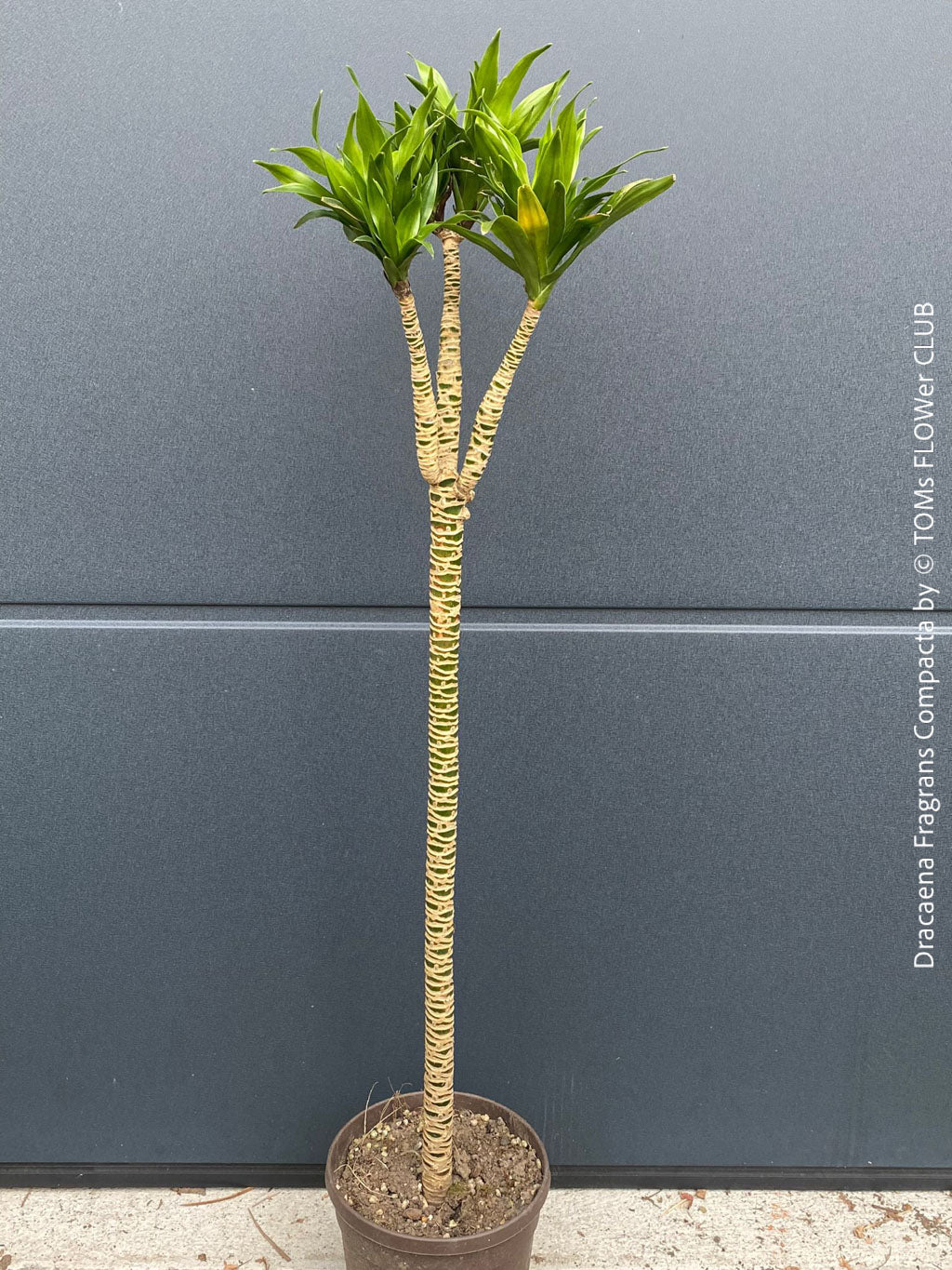 Dracaena Fragrans Compacta | organically grown tropical plants