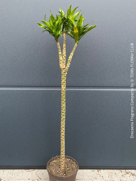 Organically cultivated Dracaena Marginata, potted in a self-mixed well drained substrate with compost. A healthy, slow-growing houseplant for semi-sunny indoor spaces; for sale at TOMs FLOWer CLUB.