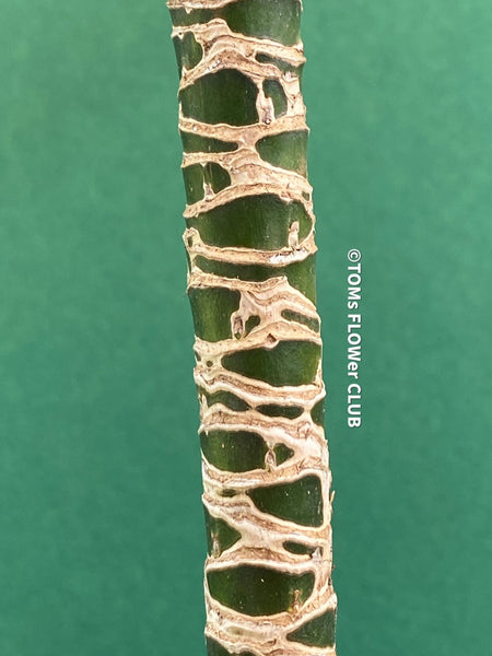 Discover the natural beauty of Dracaena Fragrans Compacta. Grown without fertilizers, it's robust & healthy. Potted in organic substrate, repotting only needed every 2-3 years. Perfect for semi-sunny spots. Regular leaf showers boost its vitality. Not hardy. Enjoy your new "plant companion"!