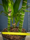 Dracaena Fragrans Janet Lind, organically grown plants for sale at TOMs FLOWer CLUB.