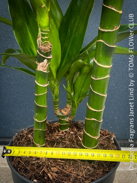 Dracaena Fragrans Janet Lind, organically grown plants for sale at TOMs FLOWer CLUB.