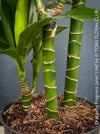 Dracaena Fragrans Janet Lind, organically grown plants for sale at TOMs FLOWer CLUB.