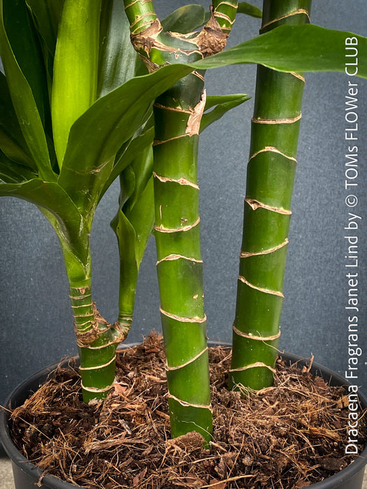 Dracaena Fragrans Janet Lind, organically grown plants for sale at TOMs FLOWer CLUB.