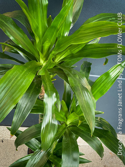 Dracaena Fragrans Janet Lind, organically grown plants for sale at TOMs FLOWer CLUB.