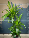 Dracaena Fragrans Janet Lind, organically grown plants for sale at TOMs FLOWer CLUB.