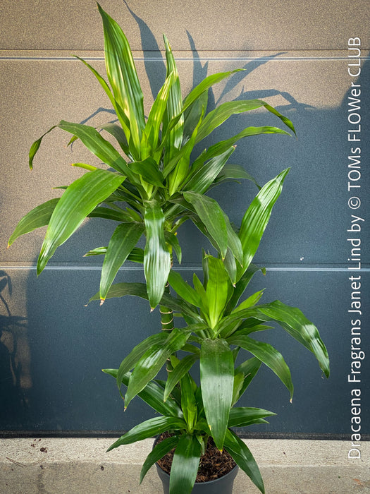 Dracaena Fragrans Janet Lind, organically grown plants for sale at TOMs FLOWer CLUB.