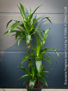 Dracaena Fragrans Janet Lind, organically grown plants for sale at TOMs FLOWer CLUB.