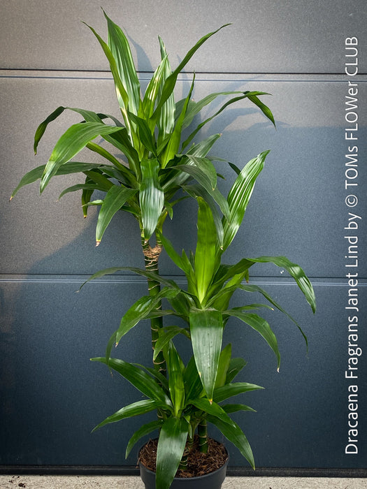 Dracaena Fragrans Janet Lind, organically grown plants for sale at TOMs FLOWer CLUB.