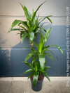 Dracaena Fragrans Janet Lind, organically grown plants for sale at TOMs FLOWer CLUB.