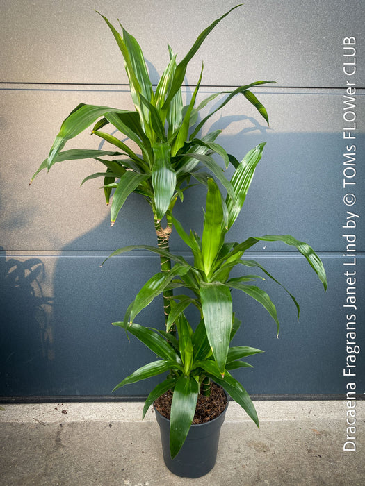 Dracaena Fragrans Janet Lind, organically grown plants for sale at TOMs FLOWer CLUB.