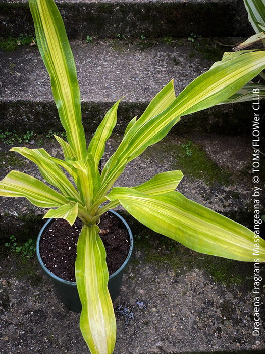 Dracaena Fragrans Massangeana