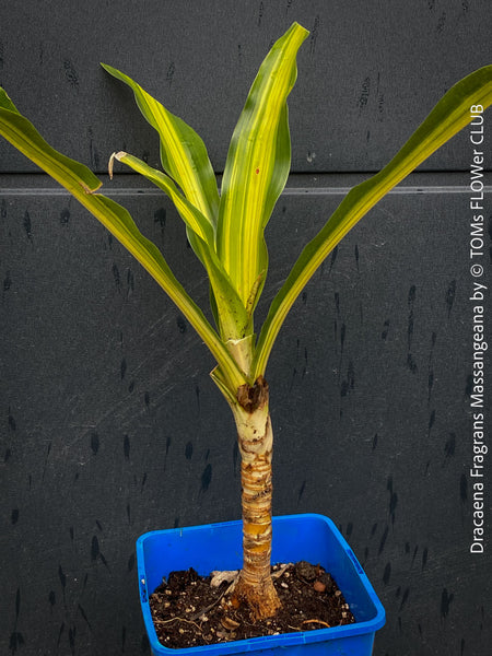 Dracaena Fragrans Massangeana, organically grown plants for sale at TOMs FLOWer CLUB.