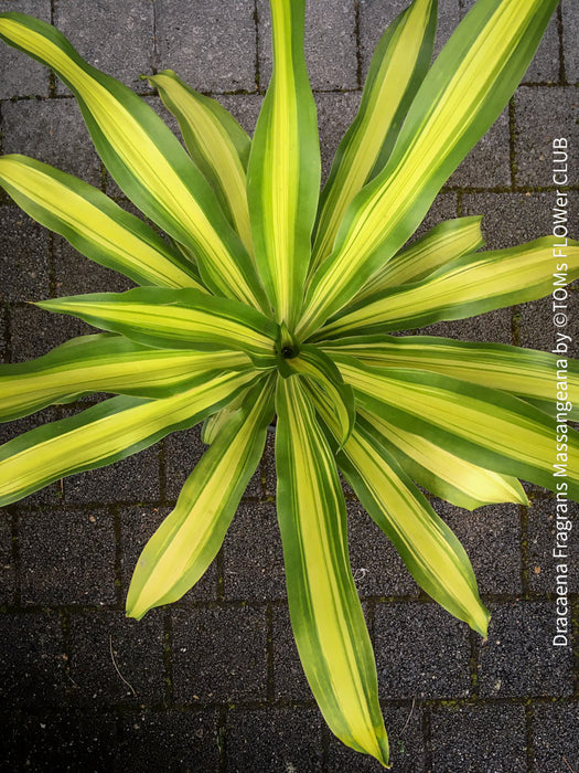 dracaena fragrans mas Dracaena Fragrans Massangeana | organically grown tropical plants