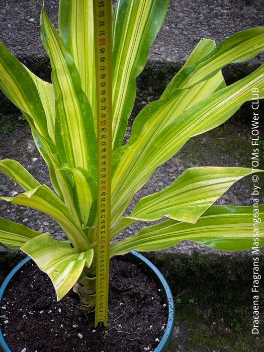 Dracaena Fragrans Massangeana