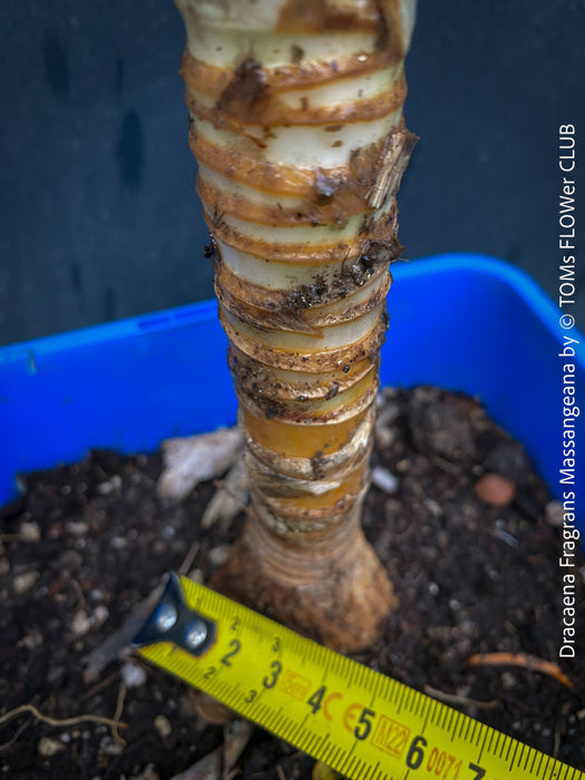 Dracaena Fragrans Massangeana, organically grown plants for sale at TOMs FLOWer CLUB.