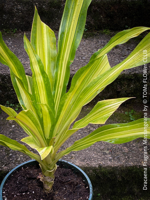 Dracaena Fragrans Massangeana