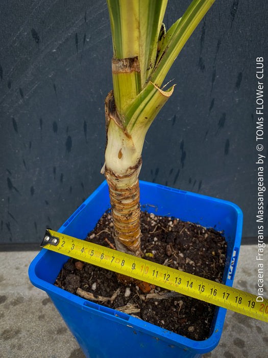 Dracaena Fragrans Massangeana, organically grown plants for sale at TOMs FLOWer CLUB.
