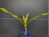 Dracaena Fragrans Massangeana, organically grown plants for sale at TOMs FLOWer CLUB.