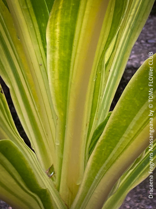 Dracaena Fragrans Massangeana