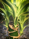 Dracaena Fragrans Yellow Coast, cutting, green-yellow variegata, organically grown plants for sale at TOMs FLOWer CLUB.