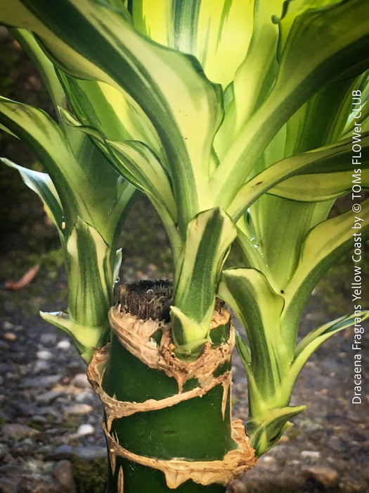 Dracaena Fragrans Yellow Coast, cutting, green-yellow variegata, organically grown plants for sale at TOMs FLOWer CLUB.
