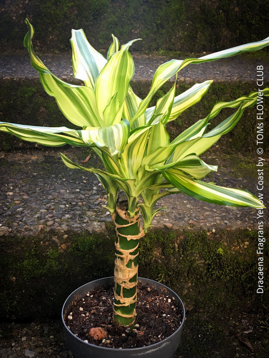 Dracaena Fragrans Yellow Coast, cutting, green-yellow variegata, organically grown plants for sale at TOMs FLOWer CLUB.