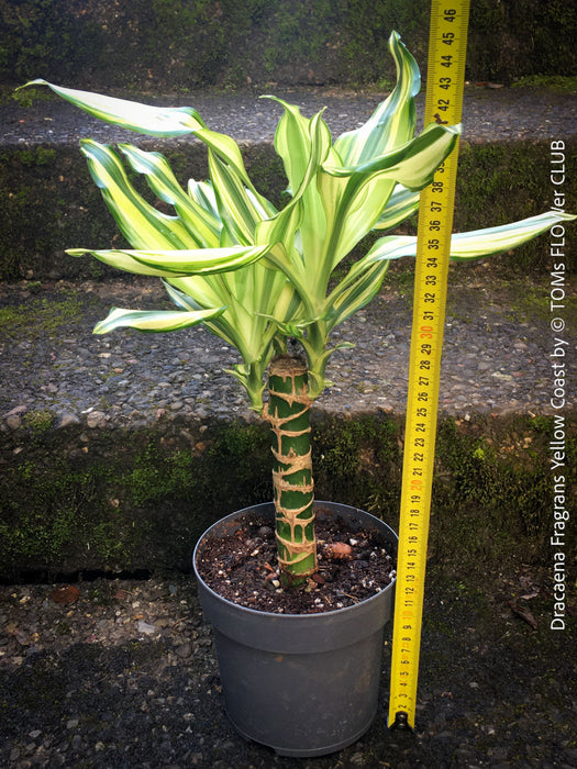 Dracaena Fragrans Yellow Coast, cutting, green-yellow variegata, organically grown plants for sale at TOMs FLOWer CLUB.