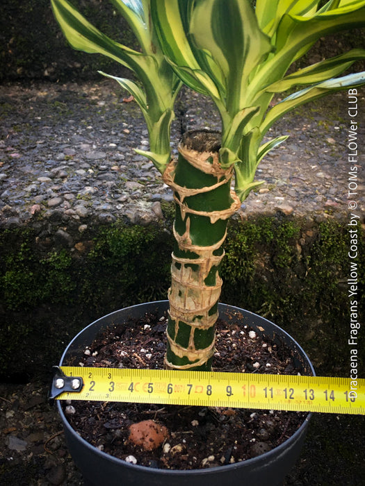 Dracaena Fragrans Yellow Coast, cutting, green-yellow variegata, organically grown plants for sale at TOMs FLOWer CLUB.